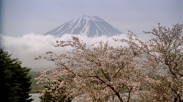 樱花与云彩和富士山的背景/日本视频素材