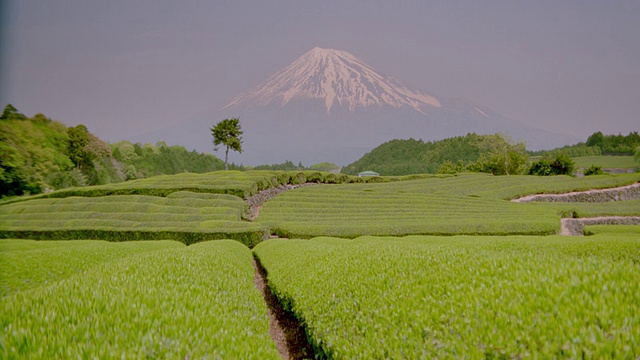 以富士山为背景的绿色农田的轻微跟踪镜头/日本视频素材