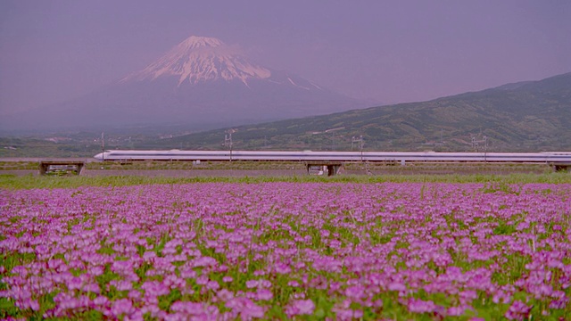 高速列车经过鲜花田/富士山背景/日本的宽镜头视频素材