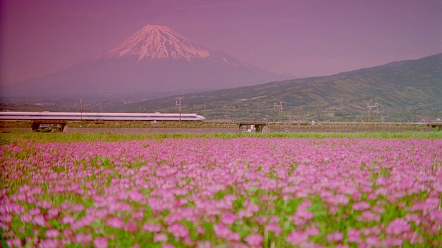 子弹头列车通过鲜花田/富士山背景/滤镜的宽镜头视频素材