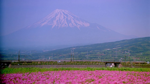 高速列车经过鲜花田/富士山背景的宽镜头视频素材