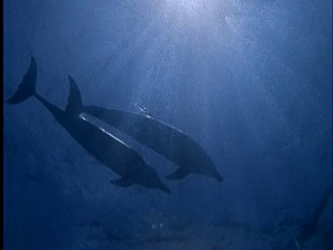 水下低角度剪影海豚游泳近水面视频素材