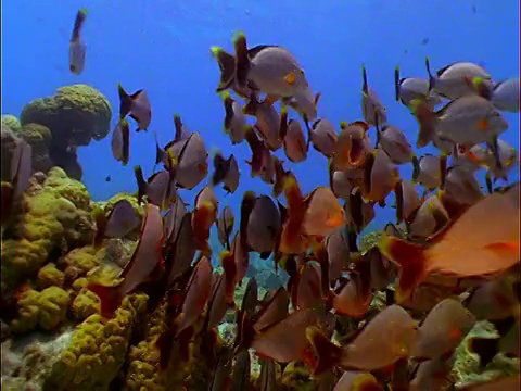 水下的观点，向一群灰色的鱼靠近海底视频下载