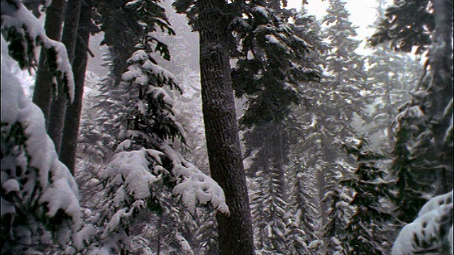 在森林里，一团雪花落在白雪覆盖的松树上视频素材