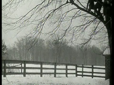 黑白孩子爬树，跳到雪地里/没有声音视频素材