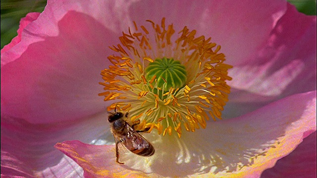 蜜蜂在粉红色和白色花朵上的极端特写视频素材