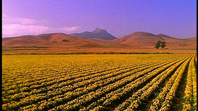 宽阔的田野黄色的花与山和山的背景视频素材