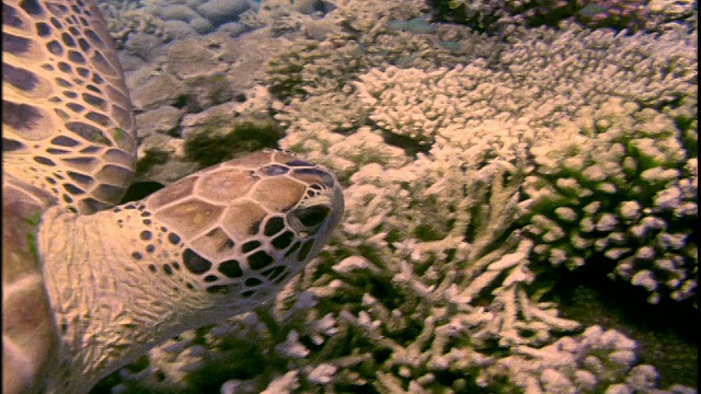 水下近距离海龟在海底游泳视频下载