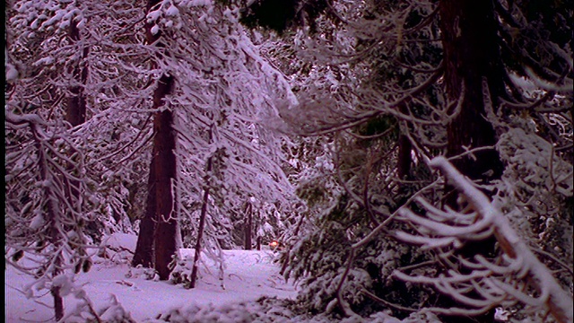 在俄勒冈州的冬天，一辆金色的汽车前灯开过雪地里的森林道路视频下载