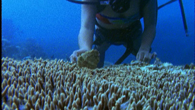 水下女子水肺潜水员在海底触摸贝壳/布尼肯岛，Manado /西里贝斯/印度尼西亚视频素材