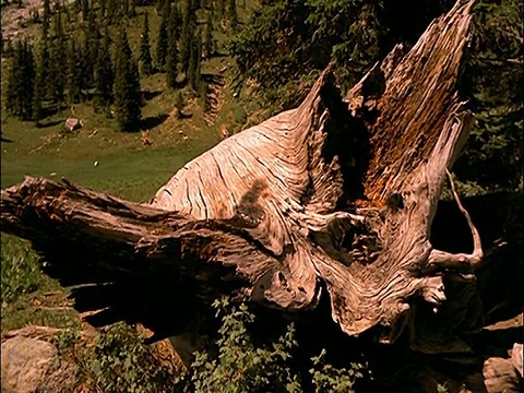 背景是美洲狮在原木/小山上行走视频素材