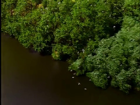 空中一群加拿大鹅驾着船飞过泰晤士河，飞过英格兰的牛津郡视频素材