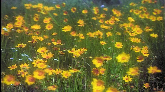 黄色的野花(牛棚雏菊)在野外随风飘扬/德克萨斯视频素材