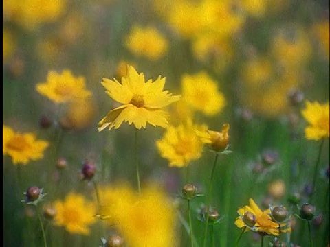 靠近黄色的花(牛棚雏菊)在野外吹/德克萨斯视频素材