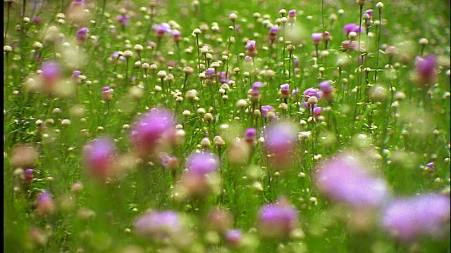 近距离观察R/Fpurple野花在风中吹拂/德克萨斯州阿兰萨斯国家野生动物保护区视频素材