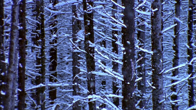 近距离降雪前的树木/犹他州视频素材