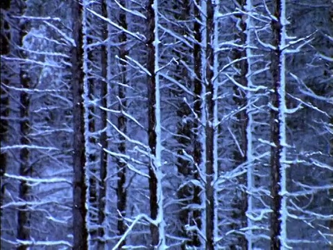 近距离降雪前的树木/犹他州视频素材