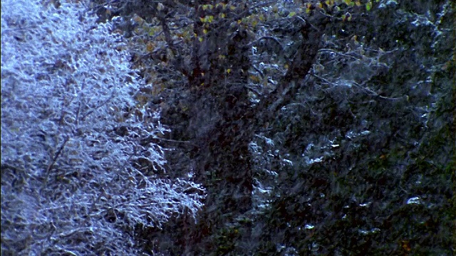 近距离观看落在树前的大雪/犹他州视频素材