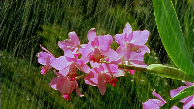 近距离放大+放大雨中的粉红色兰花视频素材