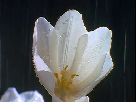 近距离观察雨中的单朵白色郁金香视频素材