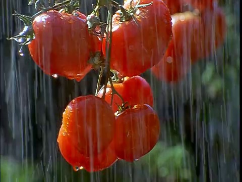 细雨中挂在藤蔓上的红番茄视频素材