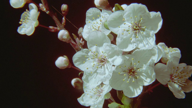 时光流逝，接近白花开放视频素材