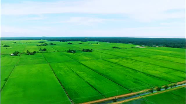 鸟瞰图从绿色稻田到道路+运河和建筑/雪兰高州，马来西亚视频素材