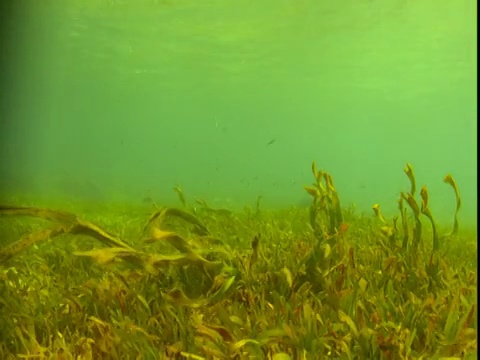 海草的叶子在洋流中泛起涟漪。视频素材