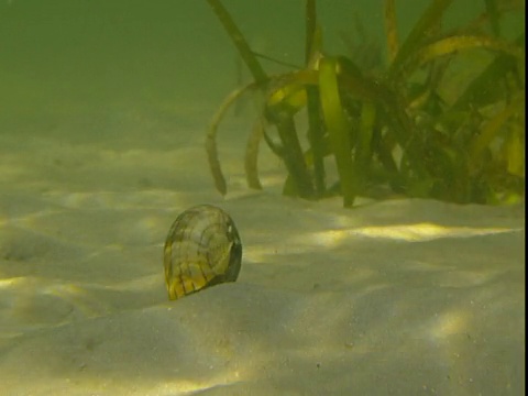 阳光在沙质海床上留下斑纹，条纹郁金香蜗牛在那里觅食。视频素材