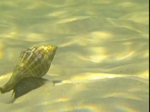 一只带条纹的郁金香蜗牛沿着阳光斑驳的海床几英寸长。视频素材