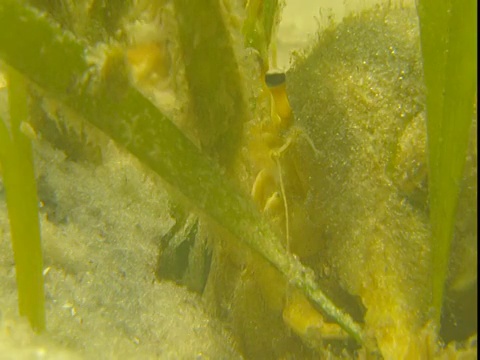 沙质海床上，海草在寄居蟹附近掀起波浪。视频素材