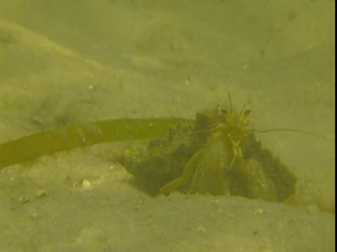 阳光照射下，一只寄居蟹在沙质海床上几英寸的地方出现斑纹。视频素材