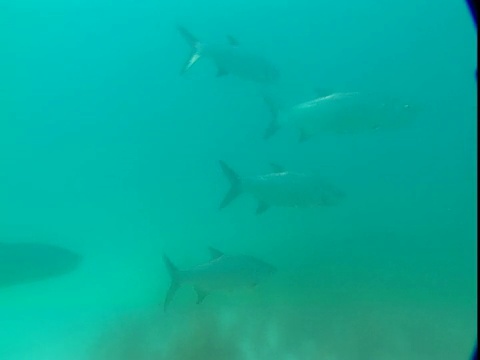 一群大西洋海鲢在浑浊的水中游泳。视频素材