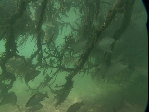 一群鲷鱼在淹没在水中的红树林根部游来游去。视频素材