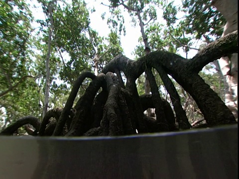 盘根错节的红树根伸到阴暗的河床上。视频素材