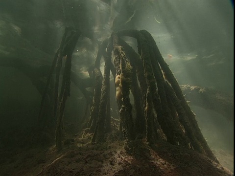 淹没在水中的红树根伸向阳光斑驳的海床。视频素材