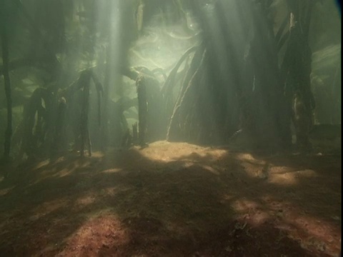 阳光照亮了浅浅的海床，灰色的鲷鱼在淹没在水中的红树根中飞来飞去。视频素材