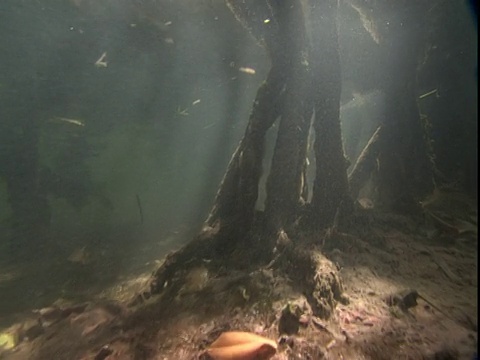 阳光照亮了铺满树叶和淹没在水中的红树根的浅海床。视频素材