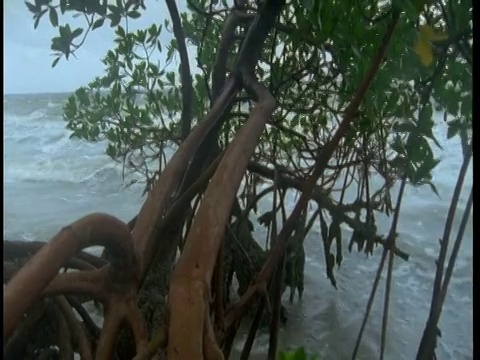 海浪冲到一棵多节的红树林附近的海滩上。视频素材