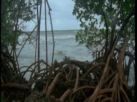 海浪拍打着红树林的根。视频素材