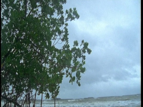 海浪撞击着红树林的根。视频素材