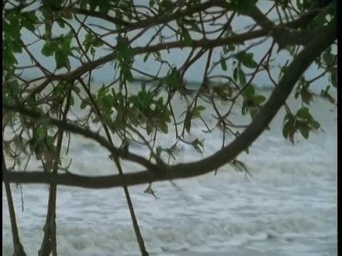 海浪冲刷着红树林根部附近的海滩。视频素材