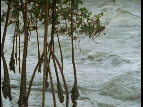 海浪冲到红树林附近的海滩上。视频素材