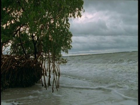 海浪冲到红树林附近的海滩上。视频素材