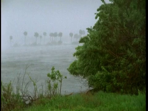 多叶的树木和灌木在强风和雨水下弯曲和摇动。视频素材