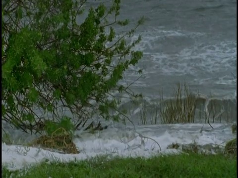 暴风雨时，波浪冲刷着树木和灌木。视频素材