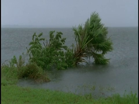 强风和雨水使棕榈树和灌木弯曲。视频素材