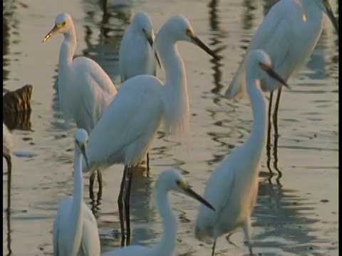 一群白鹭映在涟漪的水面上。视频素材