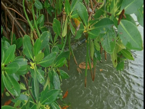 雨水落在郁郁葱葱的河岸上。视频素材