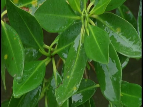 大雨落在绿色、多叶的植物上，并滴入水中。视频素材